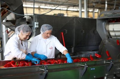 Domaće paprike za Podravkin ajvar ima, ali ne kroz cijelu sezonu
