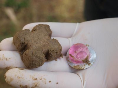 Pripazite na kućne ljubimce: Počela jesenska akcija oralne vakcinacije lisica