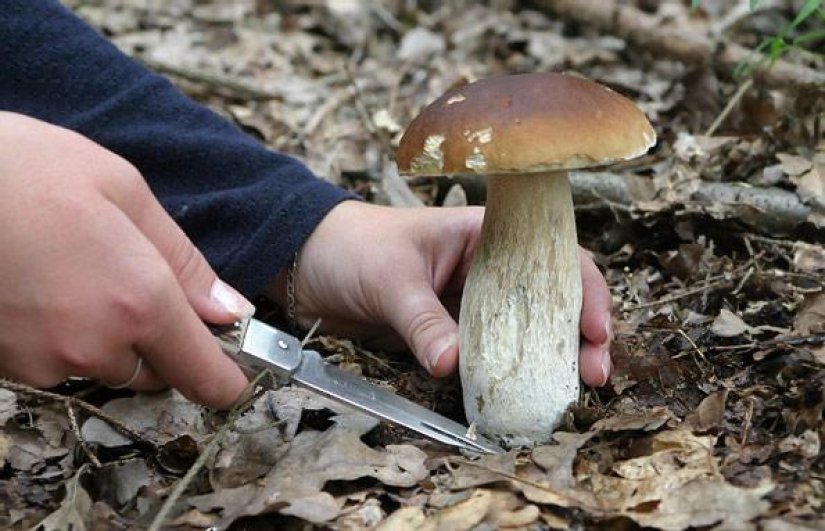 Ekipa od 12 vatrogasaca tražila &quot;nestalog&quot; u Salinovcu, a ovaj brao vrganje