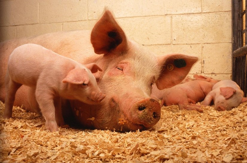 Grad Ludbreg isplatio gotovo 50 tisuća kuna potpora za poticanje proizvođača svinja