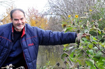 Varaždinac Mladen Kostanjevac jedini u Hrvatskoj uzgaja južnoamerički yacon