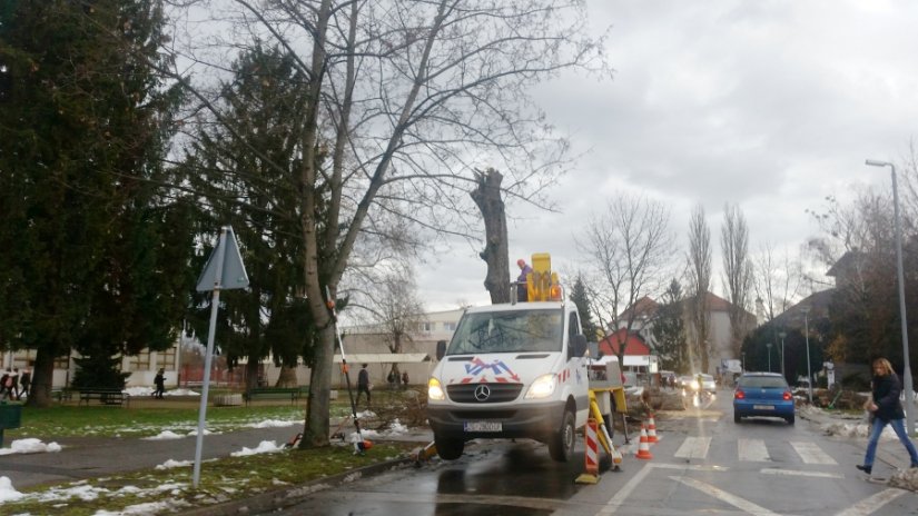 Varaždin: Ruše se stara stabla u Hallerovoj aleji