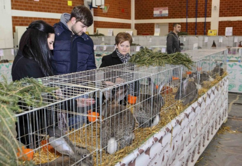 Sutra izložba malih životinja u sportskoj dvorani OŠ Ivanec