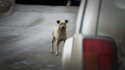 Vlasnici, držite pse u dvorištu: Ako na njih naleti auto, plaćate 300 kn kazne