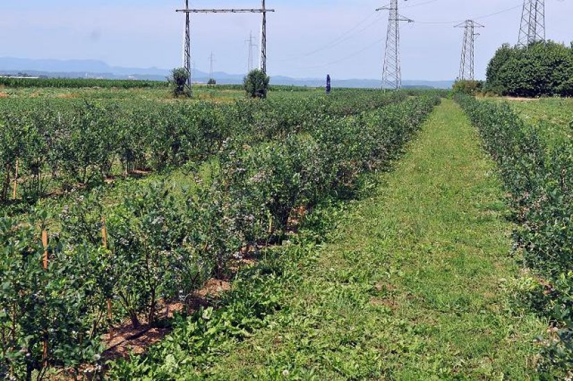 S ograđene plantaže borovnica u Zelendvoru ukradena pumpa