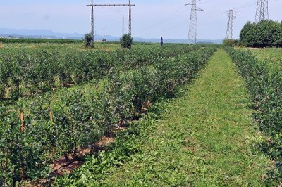 S ograđene plantaže borovnica u Zelendvoru ukradena pumpa