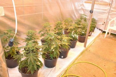 Međimurci u moderno opremljenom laboratoriju uzgajali marihuanu