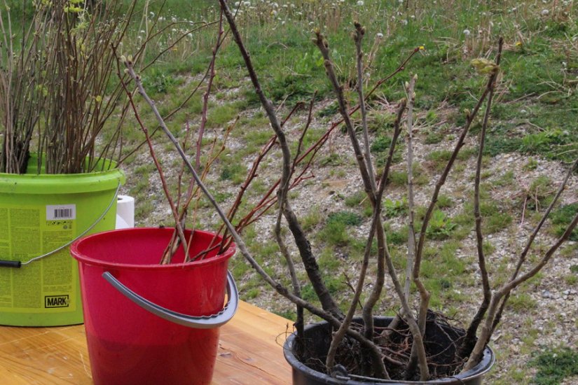 Podjelom sadnica kestena, lipe i bagrema pomažu pčelama na lepoglavskom području