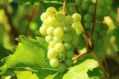 Novosti iz Vinske omotnice: Uvedena nova mjera i povećan iznos potpore za konverziju vinograda