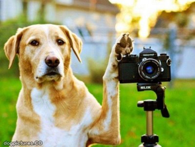 Udruga Spas poziva građane da sa psima dođu na humanitarno fotografiranje