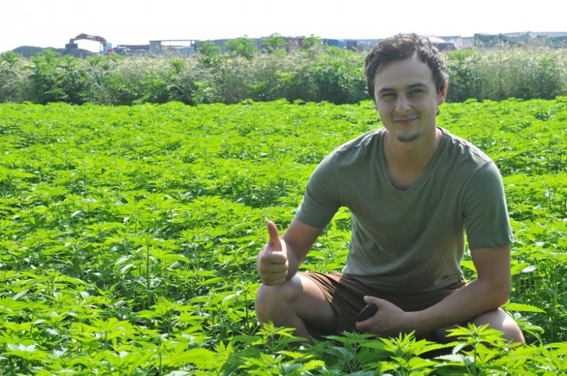 Marko Cerjan (25) iz Biljevca s kooperantima sadi industrijsku konoplju na stotinjak hektara diljem zemlje