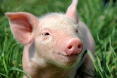 Potpore Grada Ludbrega namijenjene malim proizvođačima svinja