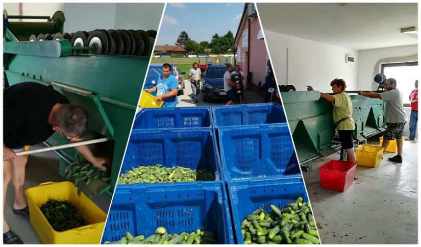 Ludbreški zadrugari u sezoni krastavaca kornišona imaju pune ruke posla