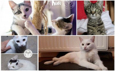 FOTO Preslatki mačići iz Skloništa dobrote traže svoj stalni dom