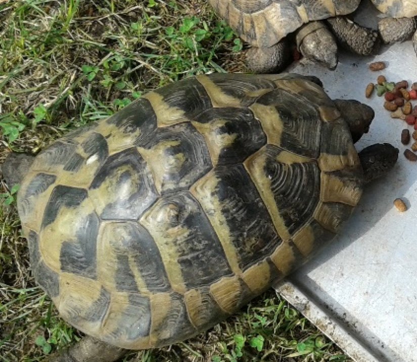 U okolici 6. OŠ odlutala kornjača čančara, ako ste je vidjeli, javite vlasnici