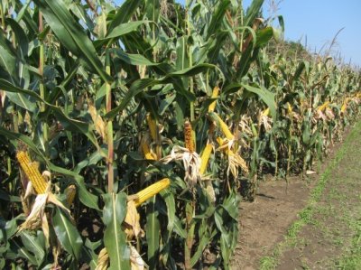 Nova krađa kukuruza: U D. Ladanju netko obrao i ukrao kukuruz vrijedan tisuće kuna