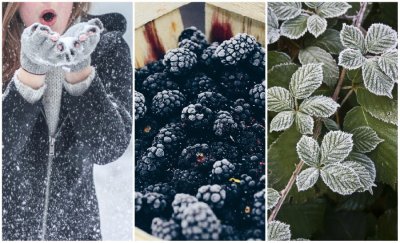 Zanimljivosti iz pučke tradicije: Što to povezuje svetu Katu, zimu i - kupine?