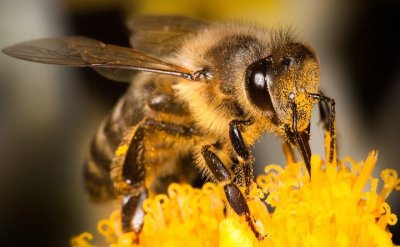 Varaždin dobiva spomen-ploču posvećenu zaštiti pčela