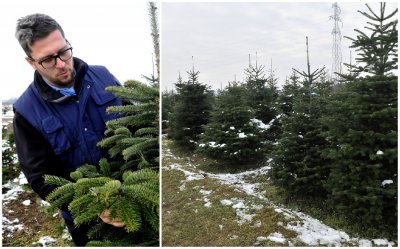 Božićna drvca obitelji Cikač: Od najtraženijih nordijskih jelki, srebrne smreke, korejske jele...