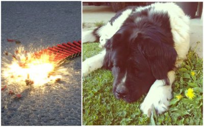 Strah je bio jači: Zbog pucnjave petardi na Novu godinu uginuo pas čitateljice iz Vinice