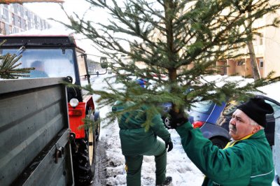 Blagdani su gotovi, Parkovi prikupljaju odbačena božićna drvca