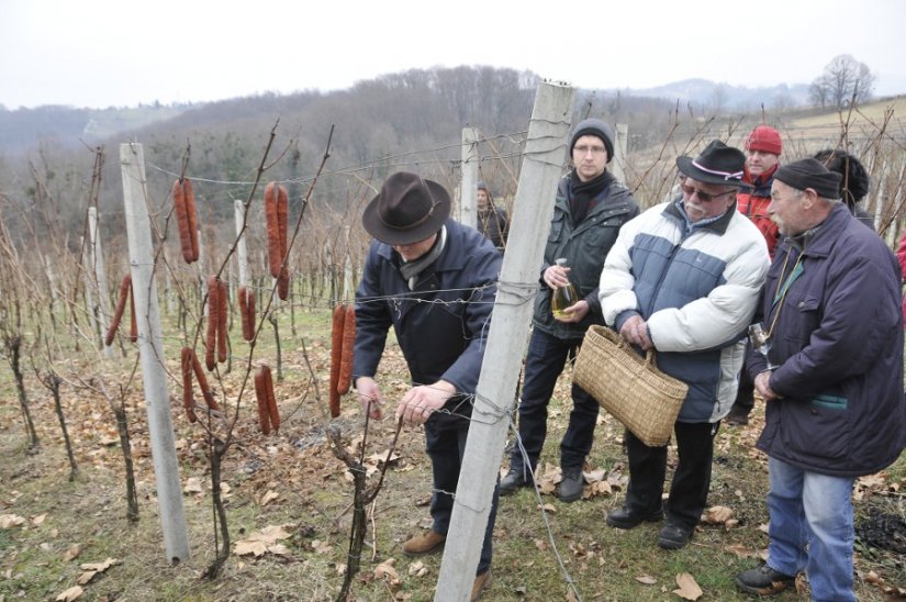 Trsek moj, zbudi se... zazvat će u subotu kneginečki vinogradari