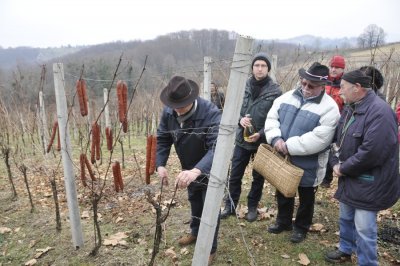 Slavi se Vincekovo: danas fešte od Novog Marofa, Varaždinskih Toplica, Klenovnika do Kneginca