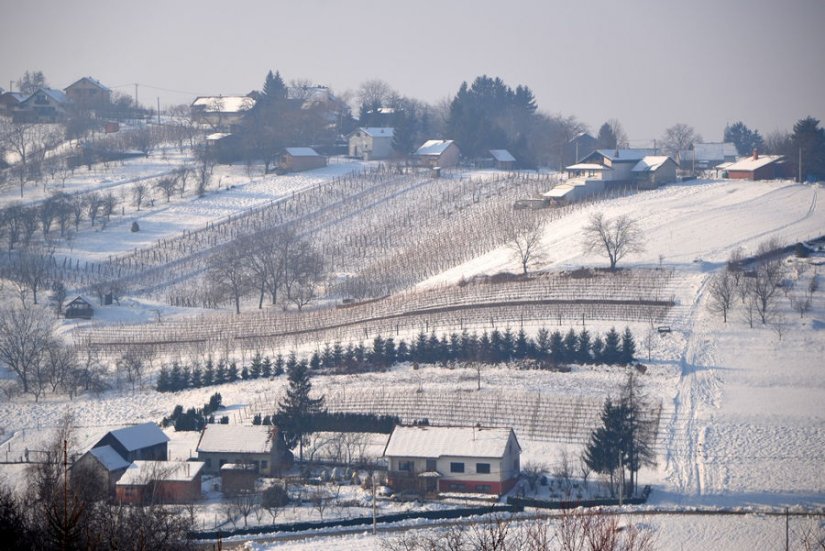 Vincekovo i pučka meteorologija: Sv. Vinko &quot;predviđa&quot; urod u vinogradima