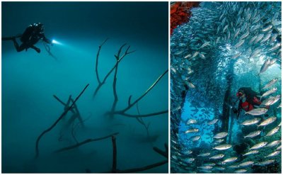 U petak u &quot;Zlatom ajngelu&quot; otvorenje izložbe podvodne fotografije Damira Zuruba