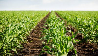 Dobra vijest za poljoprivrednike: od 15. veljače počinje isplata prve rate izravnih plaćanja i potpora