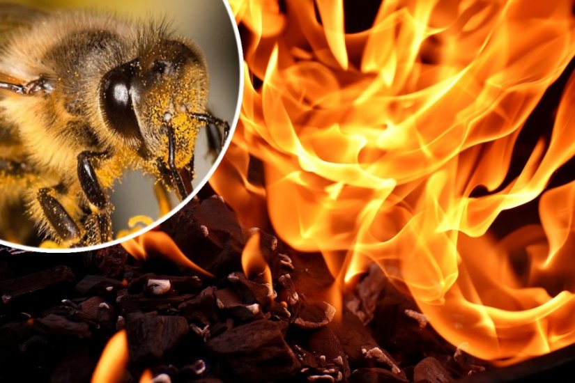 Neoprezno palio suhu travu, vatra se proširila i zapalila 20 košnica obližnjeg pčelinjaka