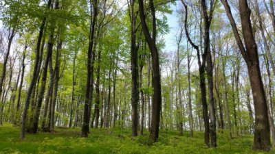 Područna škola Druškovec obilježavanjem Svjetskog dana šume korak bliže do statusa Ekoškole