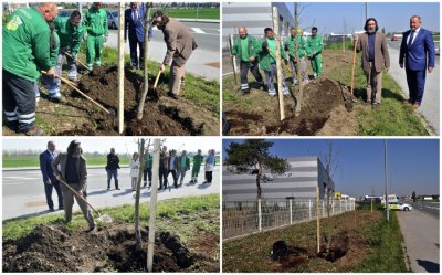 Novi drvoredi u Jalkovečkoj: U nepunih 10 dana 110 komada stabala javora i lipe