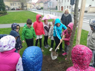 Prvašići I. OŠ Varaždin pokazali da &quot;vole zeleno&quot; i zasadili svoje drvo