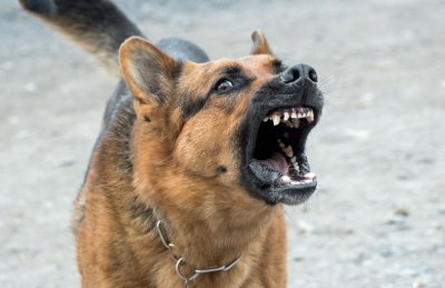 Zaredali incidenti: Psi bez nadzora režali na mještane u Varaždin Bregu