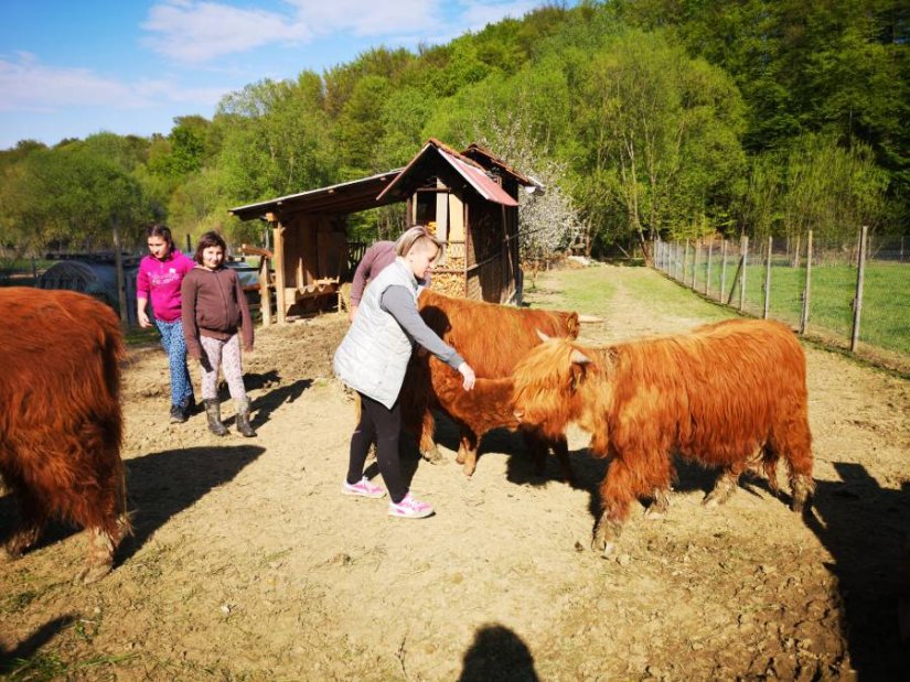 Obitelj Mekota iz Črešnjeva jelene zamijenila škotskim govedima, pa ih svi gledali u čudu!