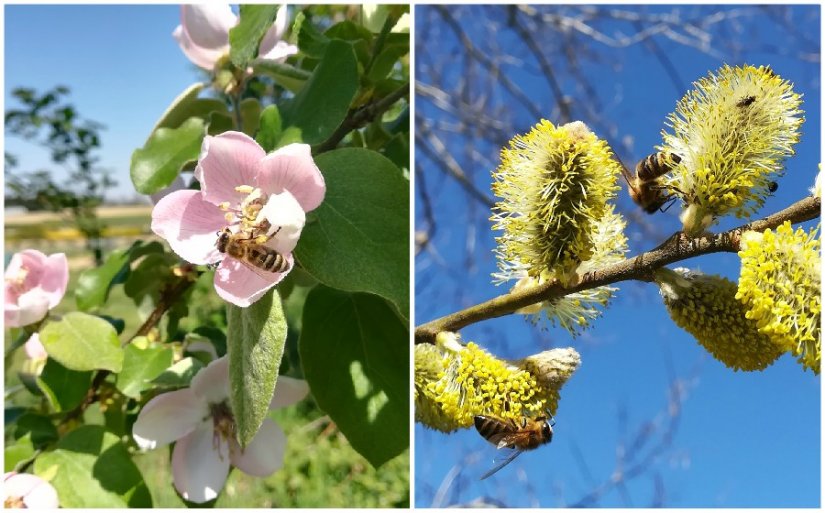Udruga pčelara Međimurske županije poziva na predavanje o očuvanju oprašivača
