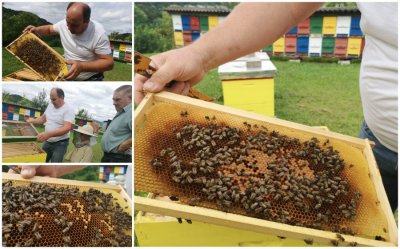 VAPAJ Vrlo loša godina za pčelare, uginule im i najjače pčelinje zajednice