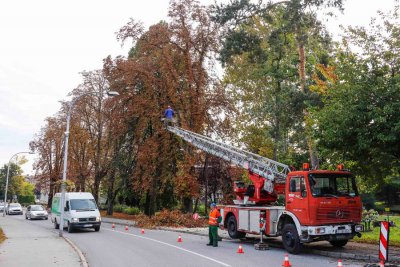 Obnavlja se ivanečki glavni park, zasadit će se 65 mladih lipa, platana, omorika...