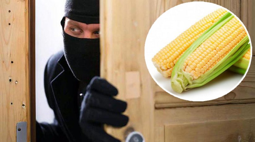 U Vrbanovcu ukradeno 3500 kg kukuruza, u dvorani Graberje opljačkana tri učenika