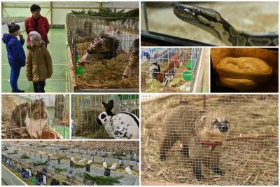 FOTO: Nosati rakun Miljenko i zmije atrakcije izložbe malih životinja u Graberju