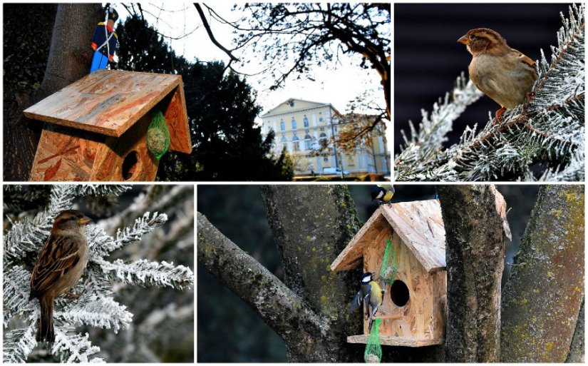 FOTO: Najmlađi Purgari brinu o životinjama: Postavili posebne &quot;purgarske&quot; kućice za ptice