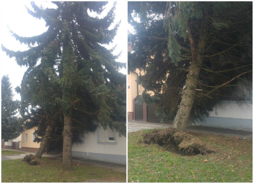 FOTO Olujni vjetar i dalje hara Varaždinom: srušilo se stablo u Miškininoj ulici, zaprijetilo kući