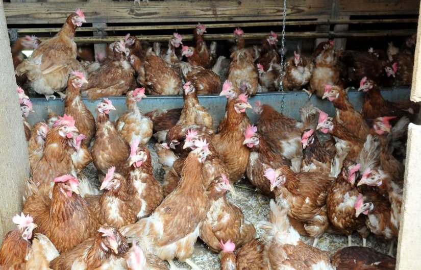 Besplatna edukacija: Kako unaprijediti peradarsku proizvodnju i povećati prodaju mesa i jaja