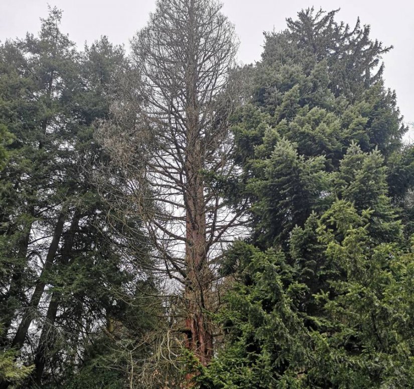 Zašto se osušila golema sekvoja u Arboretumu Opeka koju je posadio još grof Bombelles?