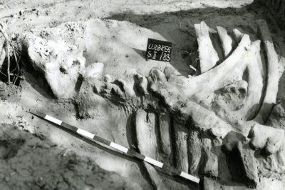 GMV: 37. obljetnica arheološkog otkrića vunastog nosoroga kod Malog Segečaka