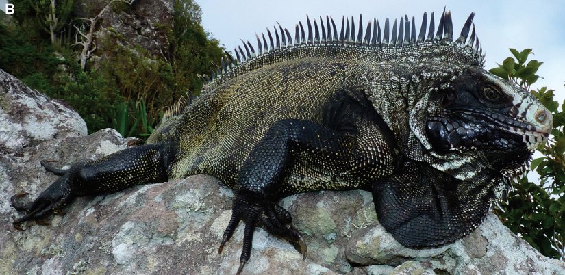 Kustos iz Gradskog muzeja Varaždin u međunarodnom timu istraživanja nove vrste iguane