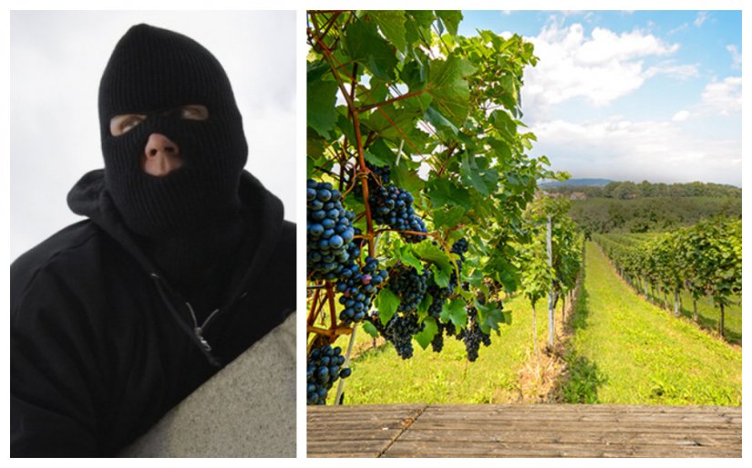 Devastirao tuđi vinograd: Iščupao iz zemlje i ukrao 50-ak metalnih stupova