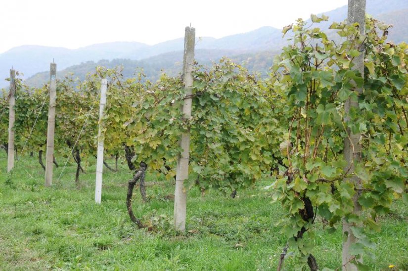 Policija pronašla kradljivca metalnih stupova iz vinograda u Bolfanu