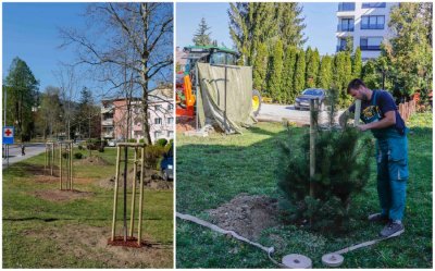 Ivanec: Završavaju radovi na revitalizaciji i uređenju drvoreda i parkova